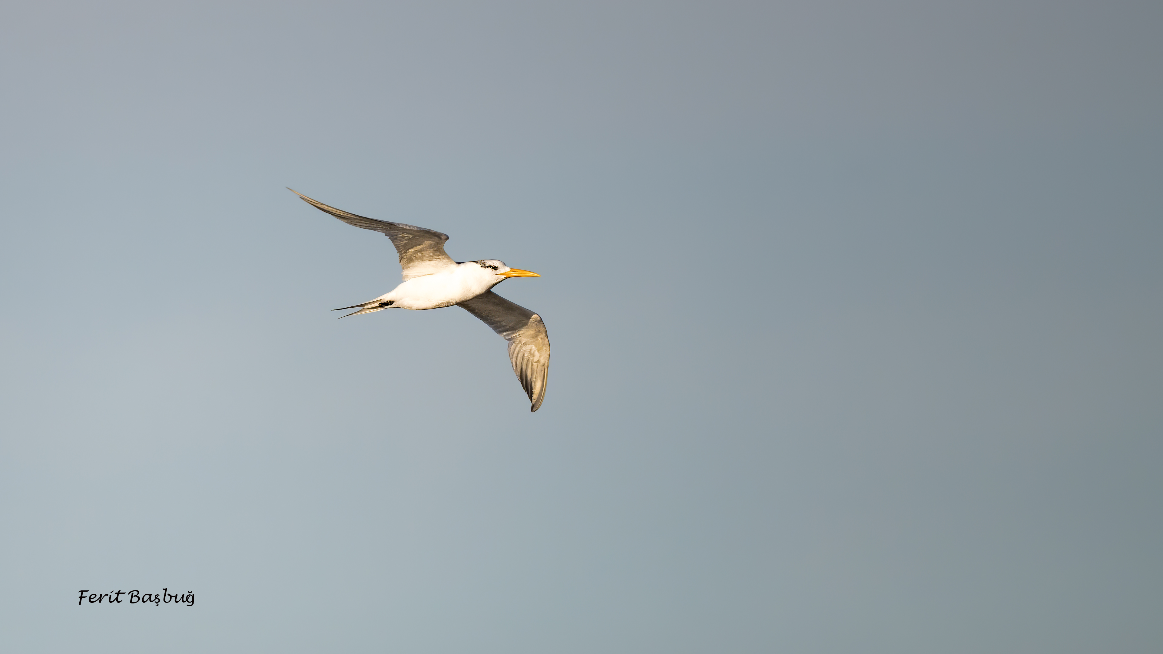 West African Crested Tern